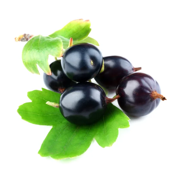 Wild black currant — Stock Photo, Image