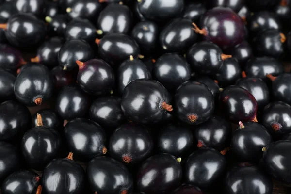 Heap of wild black currant — Stock Photo, Image