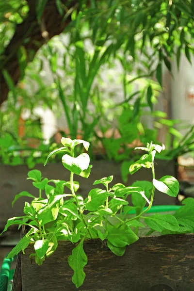 Kiste mit Setzlingen im Garten — Stockfoto