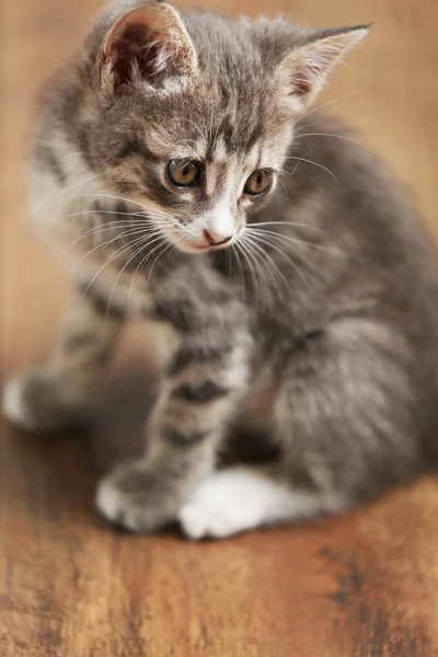 Leuk grijze katje — Stockfoto