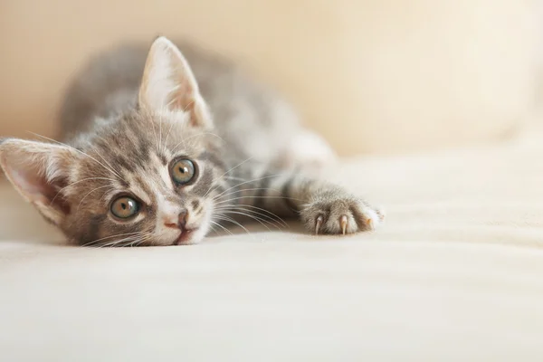 Leuk grijze katje — Stockfoto