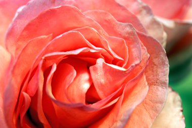 güzel pembe Gül, portre