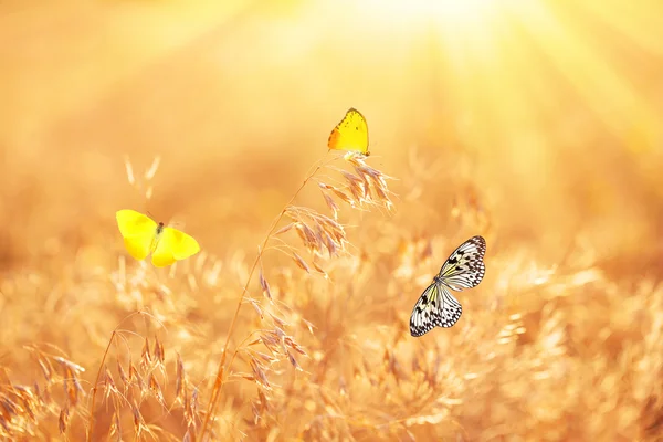 Krásné motýly na louce — Stock fotografie