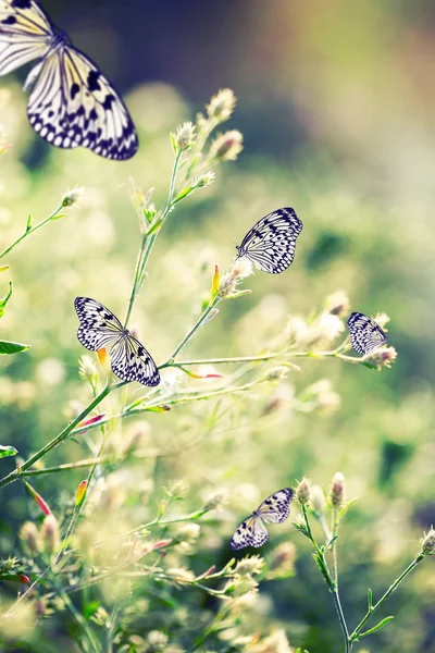 Beautiful butterflies on wildflowers — Stock Photo, Image