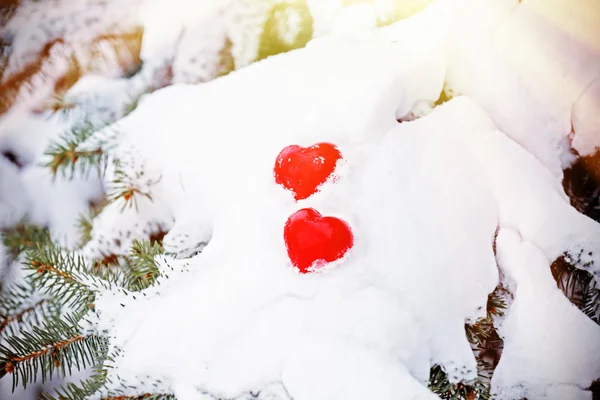 Fir tree branch covered with snow and hearts  with sunlight — Stock Photo, Image