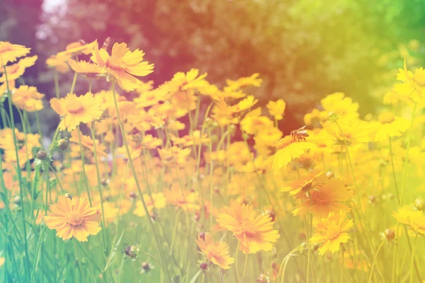 Cosmos flowers with sunlight — Stock Photo, Image