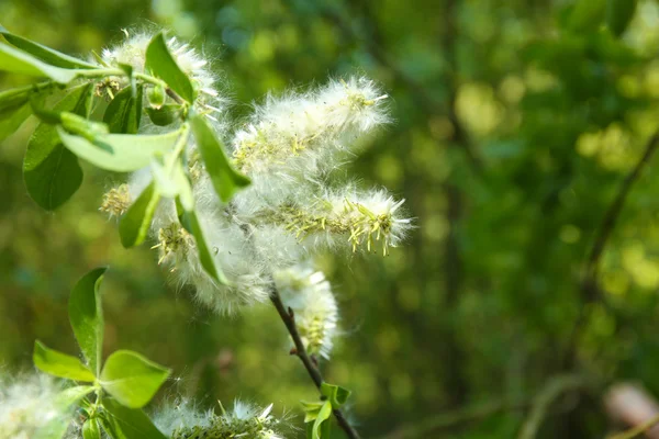 Rama floreciente de árbol con flores blancas, primer plano —  Fotos de Stock