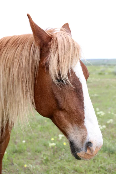 美しい茶色の馬の牧草地に放牧 — ストック写真