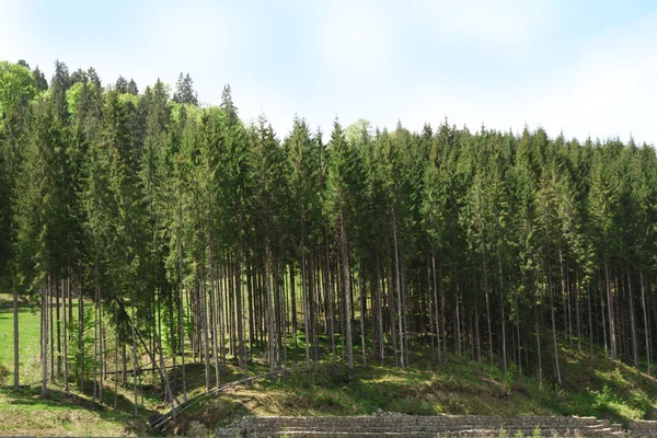 Hain von hohen grünen Bäumen über blauem Himmel Hintergrund — Stockfoto