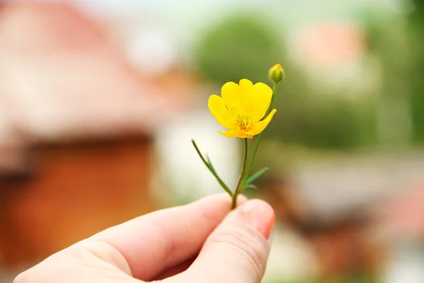 Weibliche Hand hält gelbe Wildblume auf verschwommenem Hintergrund — Stockfoto