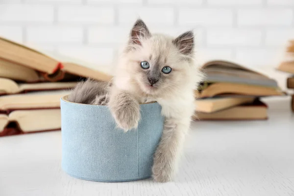 Cute little cat in box near books on light background — Stock Photo, Image