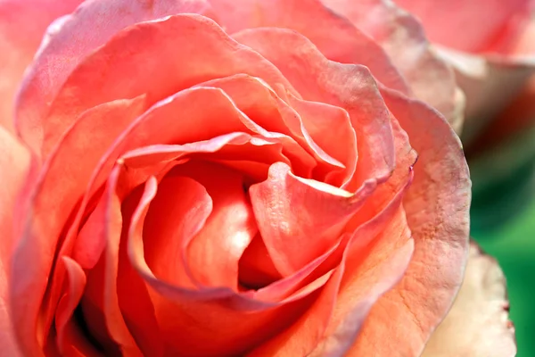 ดอกกุหลาบสีชมพูที่สวยงาม ใกล้ชิด — ภาพถ่ายสต็อก