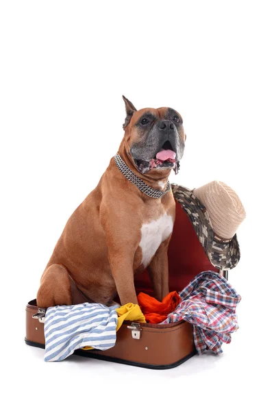 Mooie Boxer Hond in koffer geïsoleerd op wit — Stockfoto