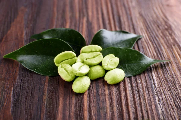 녹색 커피 콩 잎 나무 배경 — 스톡 사진