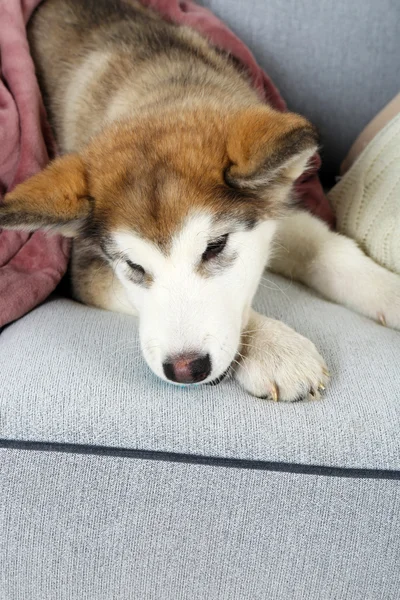 Lindo cachorro de Alaska Malamute con bola de juguete en el sofá, de cerca —  Fotos de Stock