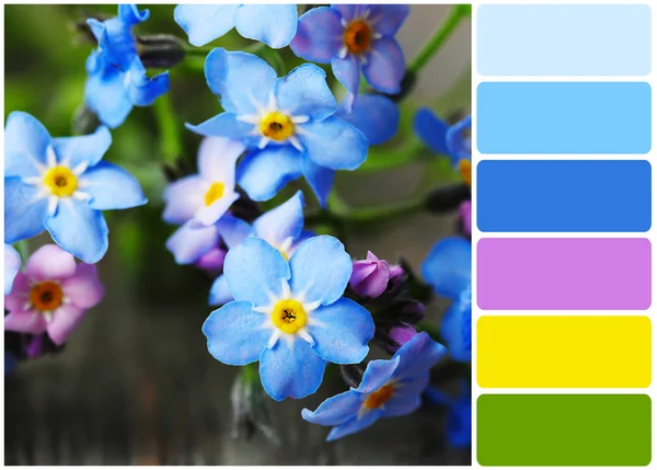 Forget-me-nots flowers and palette of colors — Stock Photo, Image