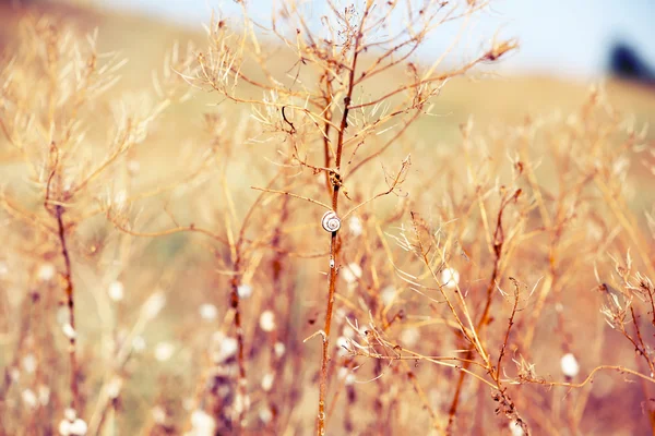 Prato con luce solare — Foto Stock