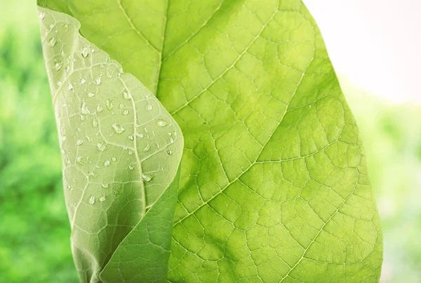Fresh green leaf with drops close-up — Stock Photo, Image