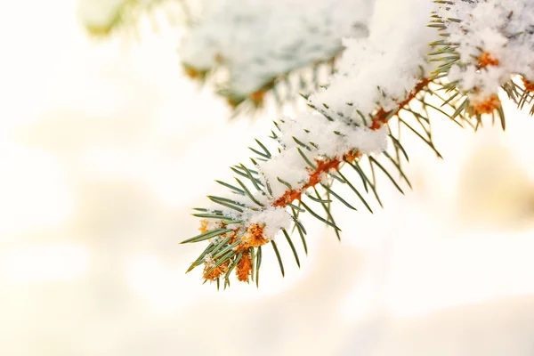 Täckt med snö gren av Gran, utomhus — Stockfoto