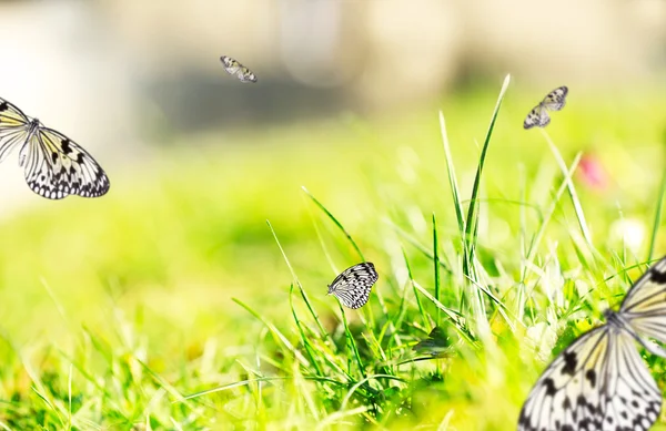 Mooie vlinders op groen gras — Stockfoto