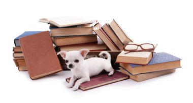 çok güzel chihuahua köpek üzerinde beyaz izole kitap yığını