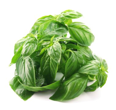 beyaz izole yeşil taze fesleğen