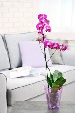 Oda tablo tencerede güzel Lila orkide