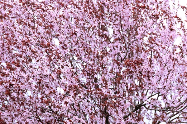 Bela árvore de floração, close-up — Fotografia de Stock