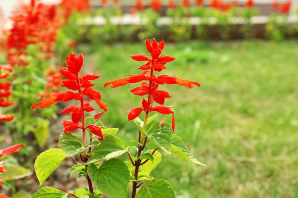 Rode bloemen op flowerbed, close-up — Stockfoto