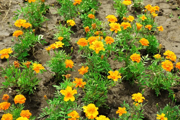 Bright marigold flowers on flowerbed — Stock Photo, Image