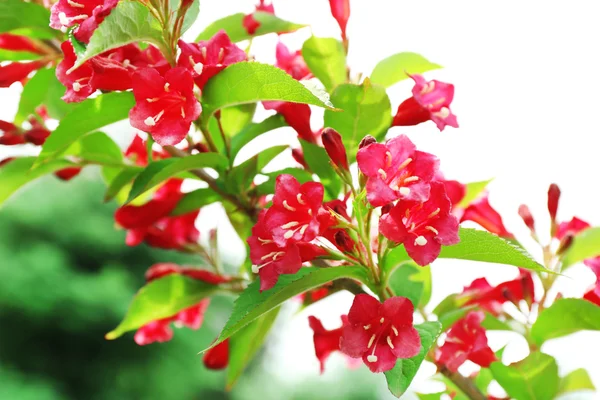 Blommande gren av bush, närbild — Stockfoto