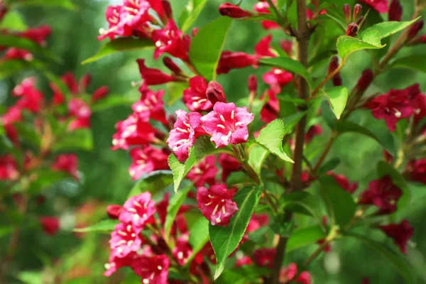 Blommande gren av bush, närbild — Stockfoto