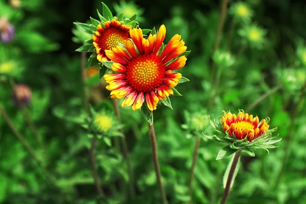 Blommor på blomsterrabatt, närbild — Stockfoto