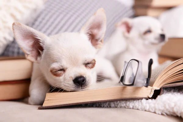 Imádnivaló Chihuahueno kutyák könyveket a kanapé — Stock Fotó