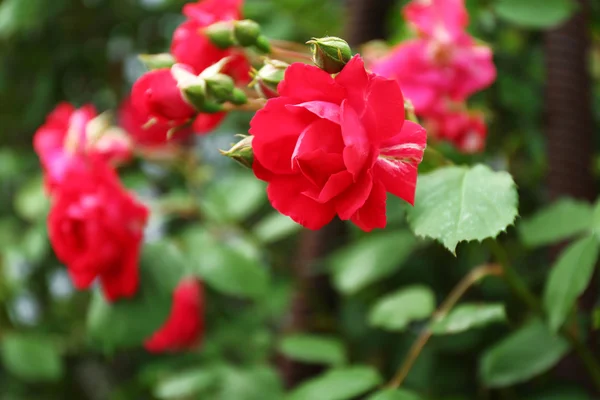 Beautiful roses on green bush — Stock Photo, Image