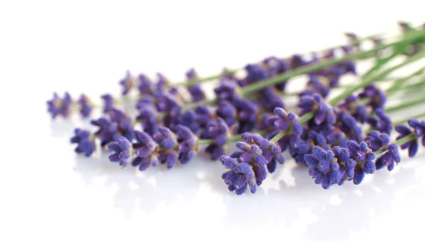 Fleurs de lavande isolées sur blanc — Photo