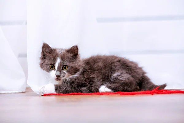 Chaton gris mignon joue avec des fils pour tricoter sur le sol à la maison — Photo