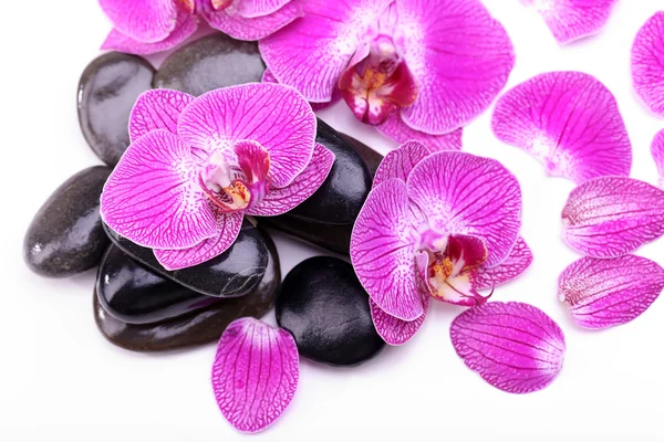 Фиолетовые орхидеи и камни дзен изолированы на белом — стоковое фото