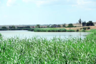 Bulrush ile güzel göl