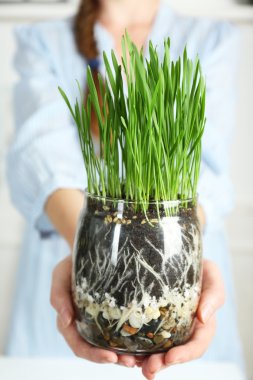Taze yeşil çim ile şeffaf pot tutan kadın