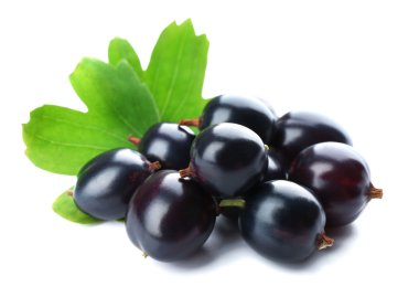 Beyaz izole yeşil yaprakları ile vahşi Siyah frenk üzümü