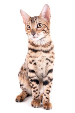 Beyaz izole güzel Bengal yavru kedi
