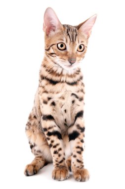 Beyaz izole güzel Bengal yavru kedi