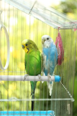Şirin renkli muhabbet kuşu kafesi, açık havada