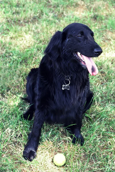 Μεγάλο μαύρο σκυλί με την μπάλα πάνω από το φόντο πράσινο γρασίδι — Φωτογραφία Αρχείου