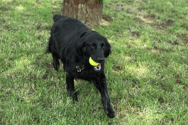 Μεγάλο μαύρο σκυλί με την μπάλα πάνω από το φόντο πράσινο γρασίδι — Φωτογραφία Αρχείου