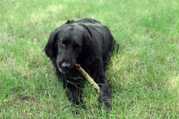 Ahşap sopa ile yeşil çim arka plan üzerinde oynayan büyük siyah köpek — Stok fotoğraf