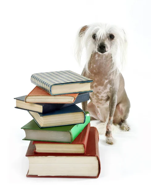 Haarloser chinesischer Haubenhund mit Bücherhaufen isoliert auf weißem Grund — Stockfoto