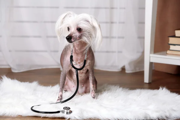 Hairless Chinese crested dog with stethoscope in room — Stock Photo, Image