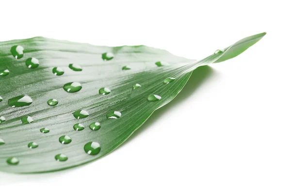 Green leaf with droplets isolated on white — Stock Photo, Image